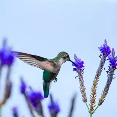 Vilka faktorer påverkar en kolibris förmåga att fortplanta sig?